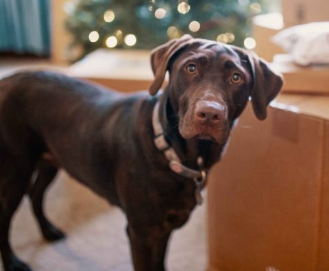 Moving With Pets : What You Need To Know