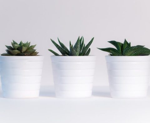 How To Move With Plants – Things To Consider