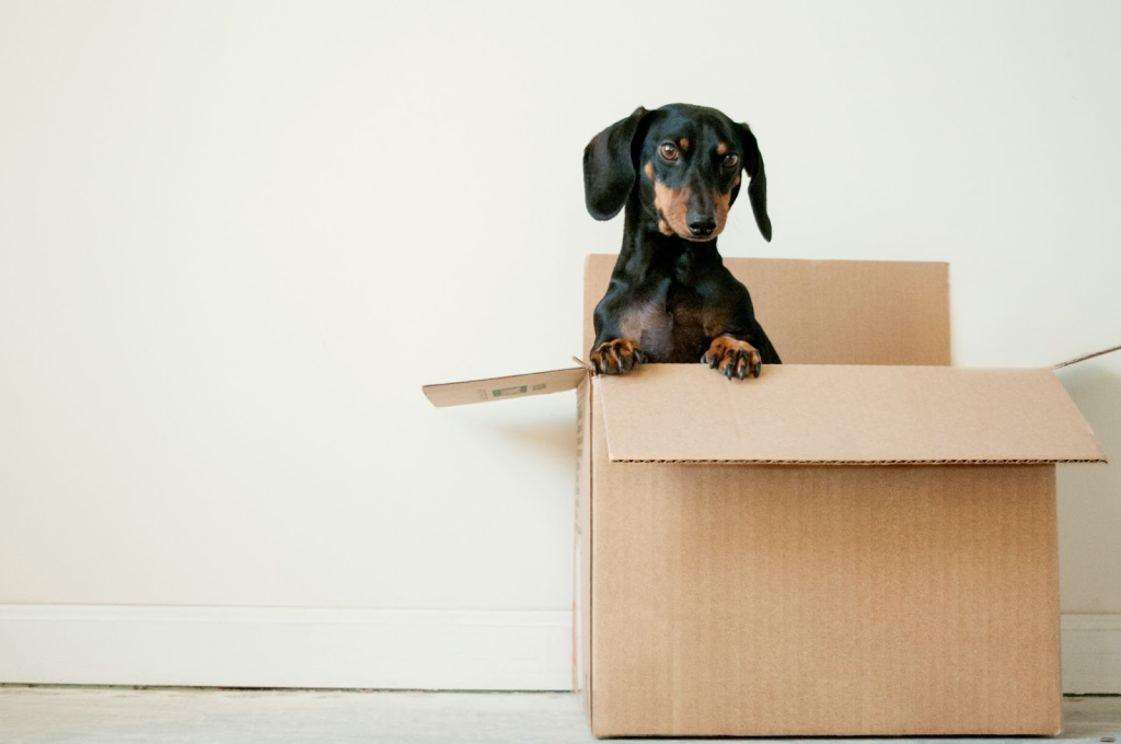 reliable furniture removalists in melbourne